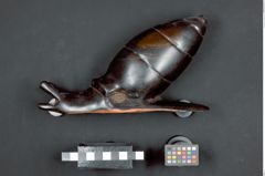 Foto (Seitenansicht) von Riesenschnecke 1 (NHMW-ZOO-MO-0081100-ETH-128)